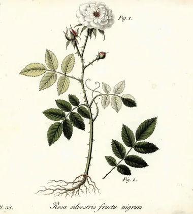گیاه‌شناسی وینتیج